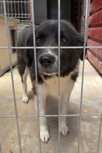 Minosch in seinem Zwinger hinter Gittern und schaut Richtung Kamera.