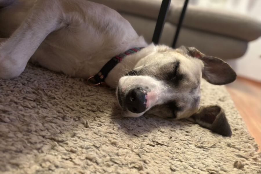 Ein Hund schläft auf dem Fußboden.