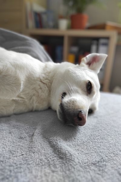 tierschutz-hund-happy-end-smilla-hunderettung-europa