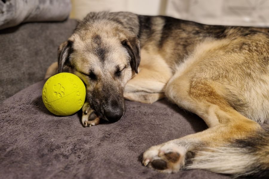 tierschutz-hund-happy-end-suva-hunderettung-europa