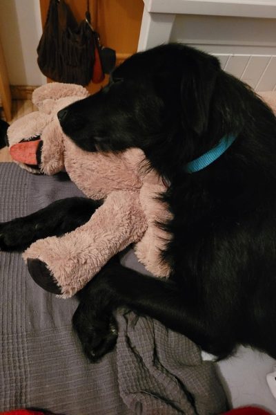 tierschutz-hund-happyend-mali-hunderettung-europa