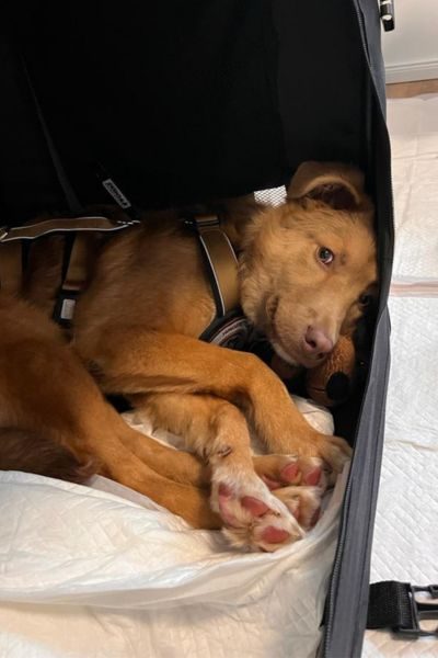 Ein Welpe schaut niedlich aus einer Transportbox