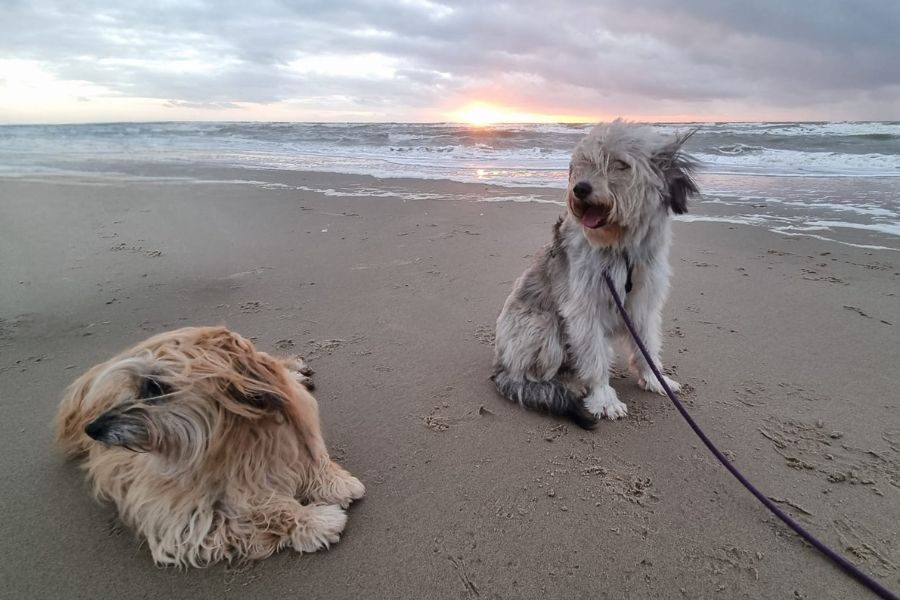 tierschutz-hund-happyend-nailah-hunderettung-europa