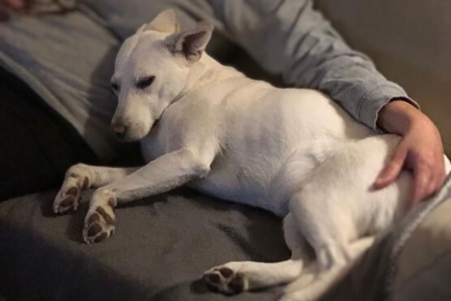 tierschutz-hund-happyend-smilla-hunderettung-europa