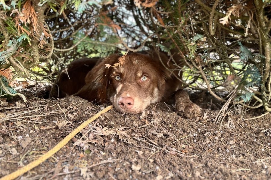 tierschutz-hund-happyend-vermittelt-mojo-hunderettung-europa