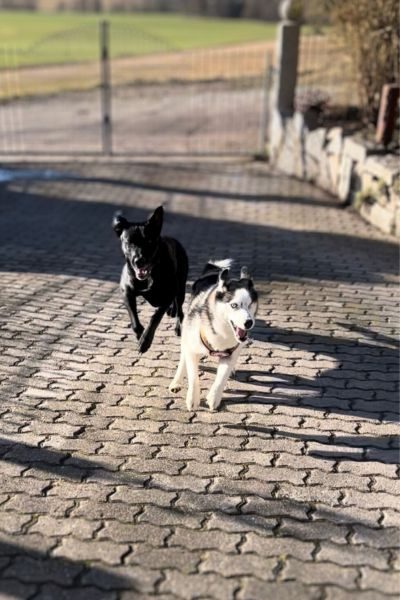 tierschutz-hund-hre-happy-end-sora-hunderettung-europa