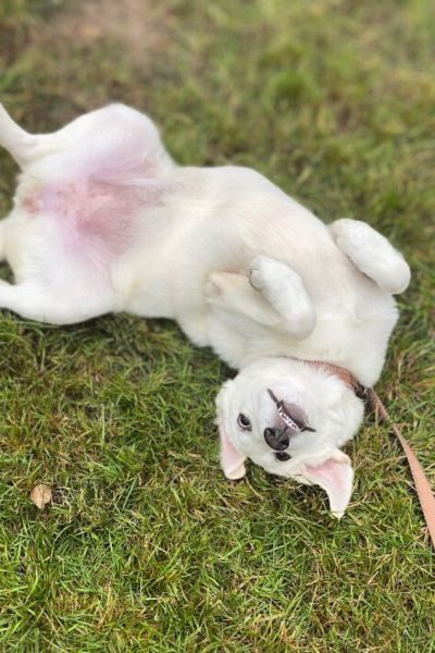 Ein Hund wälzt sich glücklich auf einer Wiese.