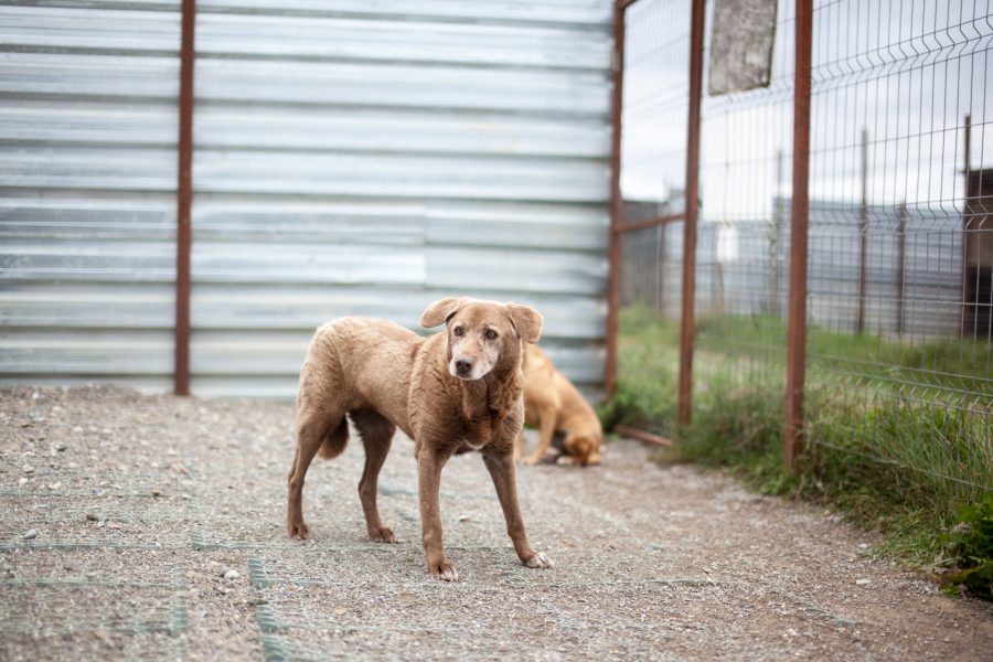 Brauner Hund steht und schaut nach links