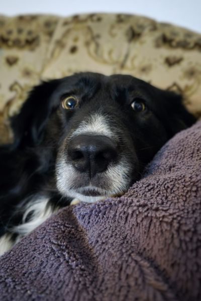 Ein schwarz-weißer Hund liegt auf dem Sofa und schaut in die Kamera.