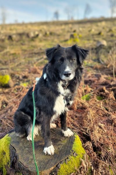 Ein schwarz-weißer Hund sitzt auf einem Baumstumpf und schaut in die Kamera.