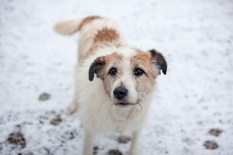 Weiß, brauner Hund steht im Schnee und schaut in die Kamera.