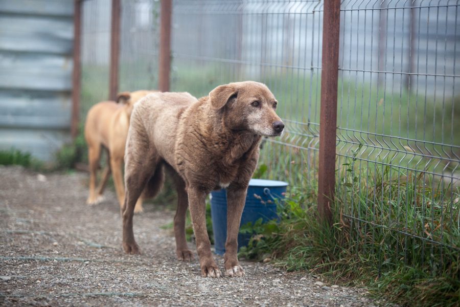 Brauner Hund steht am zaun und schaut nach rechts.