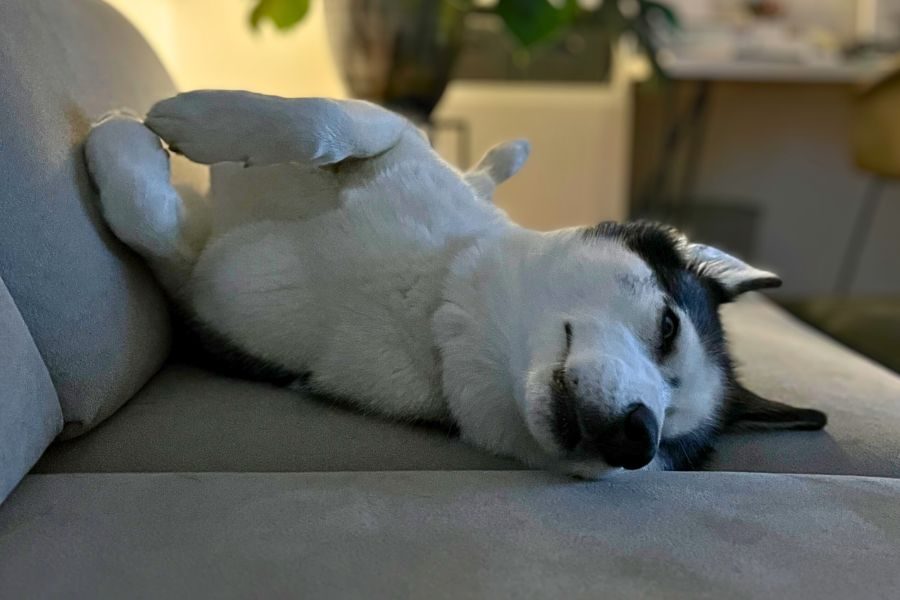 tierschutz-hund-straßenhund-happyend-sora-hunderettung-europa