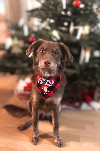 Ein Hund mit einem Halstuch mit der Aufschrift "Merry Christmas" sitzt vor einem geschmückten Weihnachtsbaum.