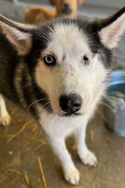 tierschutz-hund-vermittelt-sora-hunderettung-europa