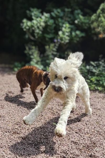 Zwei Hunde spielen wild miteinander.