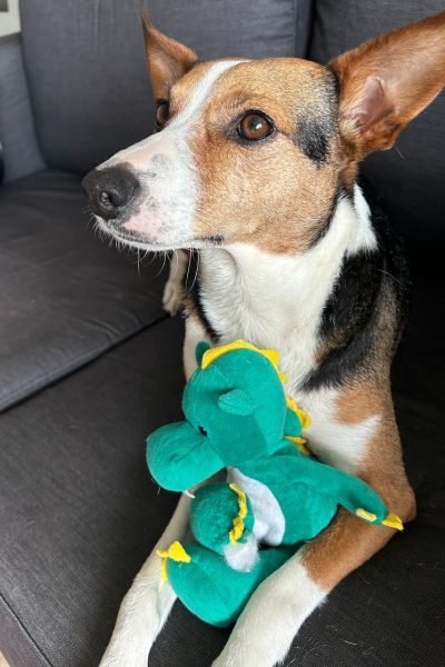 Ein Hund hat ein Kuscheltier im Arm und schaut nach oben.