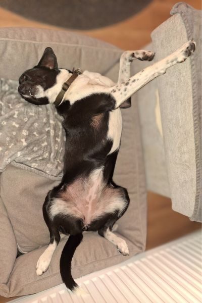 Ein Hund schläft und streckt die Beine von sich weg.