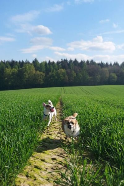 Zwei Hunde rennen auf einem Feldweg bei Sonnenschein.