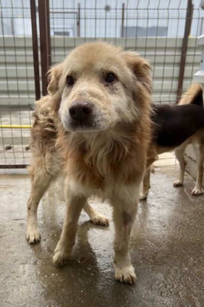 Ein Hund steht traurig im Tierheim.