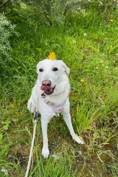 Ein Hund sitzt glücklich auf einer Blumenwiese und leckt sich die Nase.