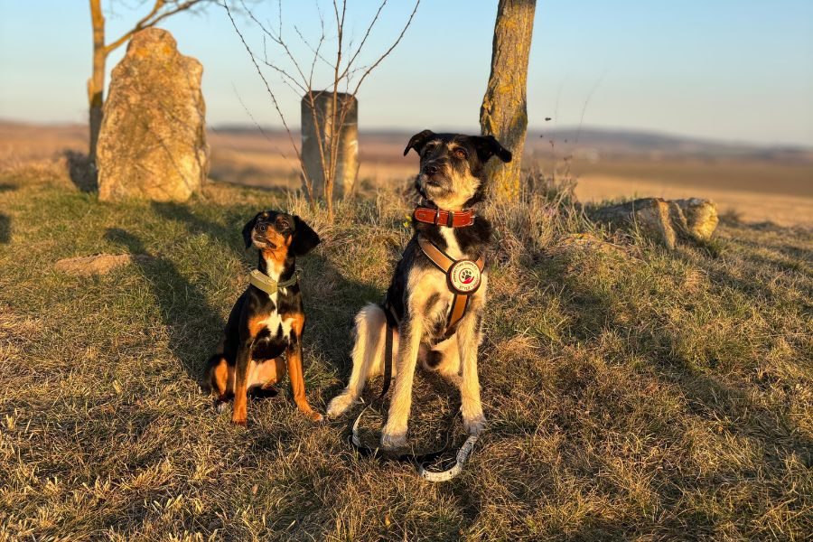 Zwei Hunde sitzen zusammen auf einer Wiese und schauen in die selbe Richtung.