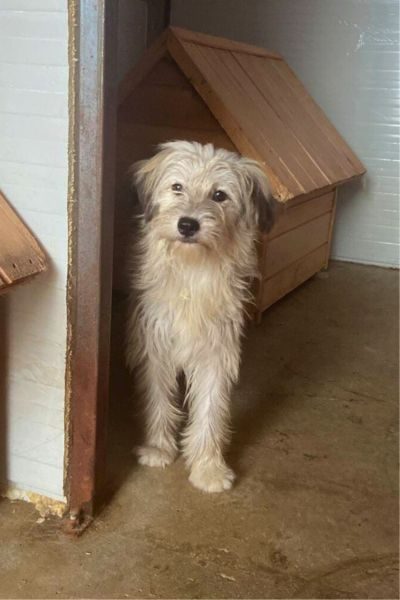 Ein Hund guckt schüchtern in die Kamera.