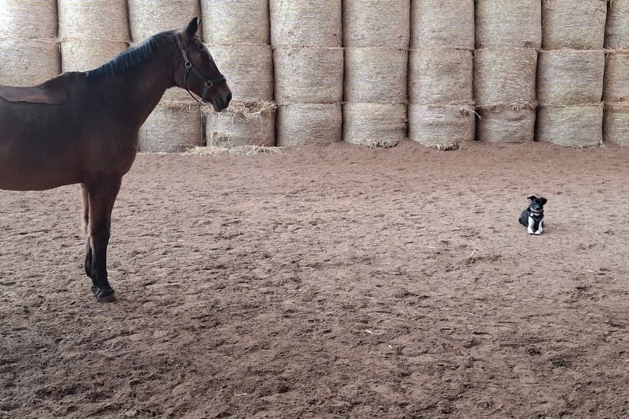 tierschutz-hund-zuhausegefunden-astra-hunderettungeuropa