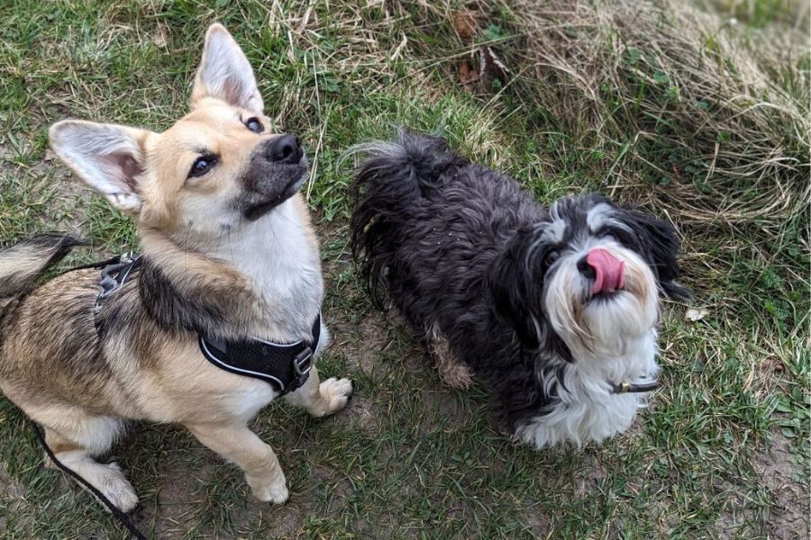 Zwei Hunde sitzen im Gras und schauen aufmerksam nach oben.