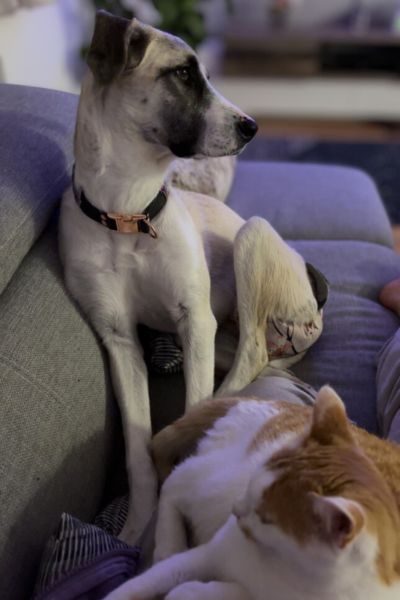 Ein Hund mit einer Windel und eine Katze liegen auf dem Sofa.