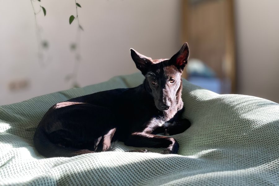 Ein Hund liegt im Bett und schaut in die Kamera