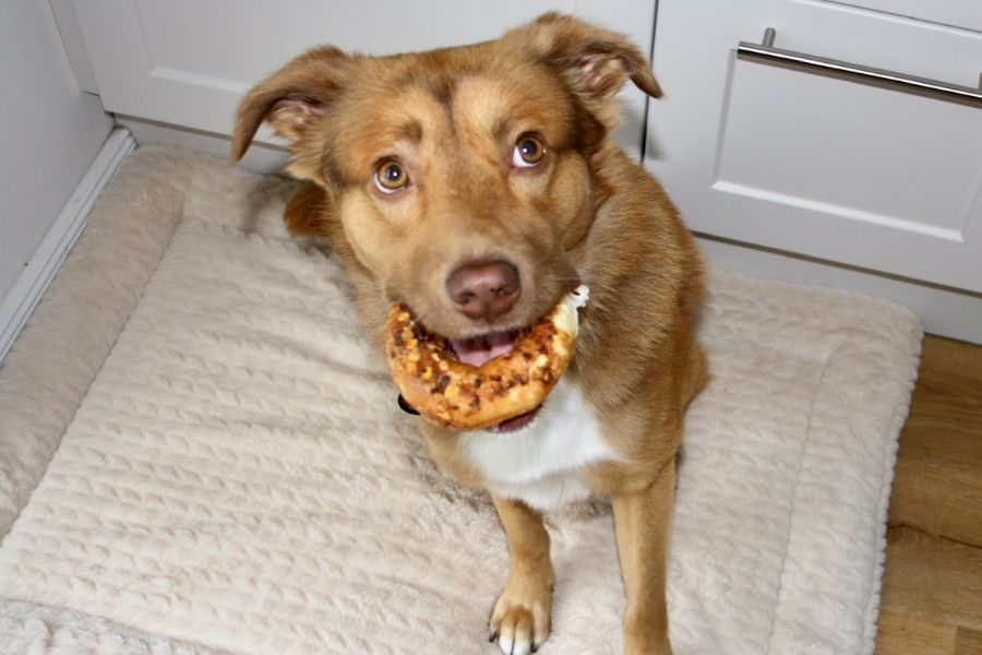 Ein Hund hat ein Spielzeug im Maul und schaut niedlich in die Kamera