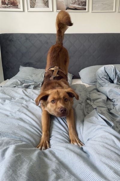 Ein Hund streckt sich im Bett