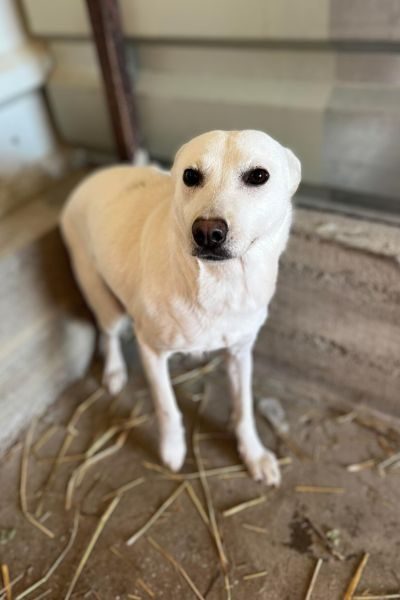 tierschutz-hund-zuhausegefunden-smilla-hunderettung-europa