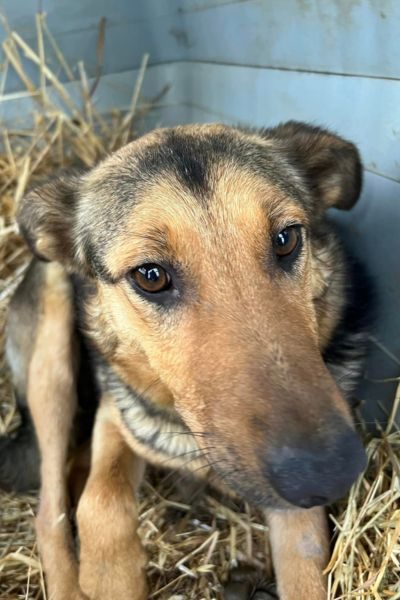 tierschutz-hund-zuhausegefunden-tammy-hunderettung-europa