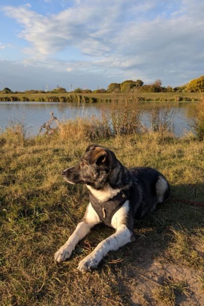 Ein Hund liegt am See und schaut zur Seite.
