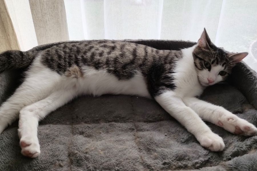 tierschutz-kater-felix-pflegestelle-hunderettung-europa