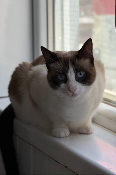 tierschutz-katze-barbie-hunderettung-europa