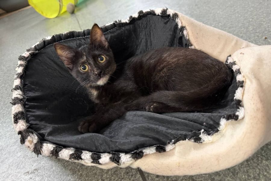 tierschutz-katze-june-hunderettung-europa