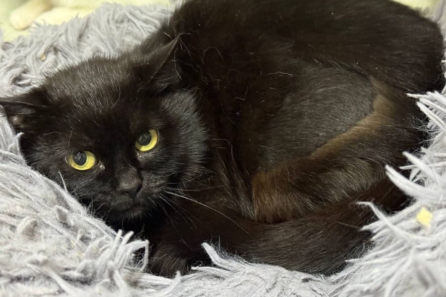 tierschutz-katze-liesel-hunderettung-europa