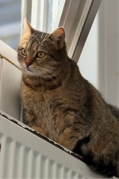 tierschutz-katze-lisbeth-hunderettung-europa