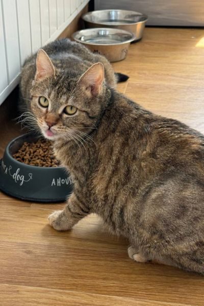 tierschutz-katze-loni-hunderettung-europa.jpg
