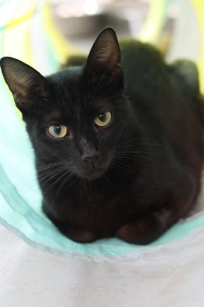 tierschutz-katze-sesame-hunderettung-europa