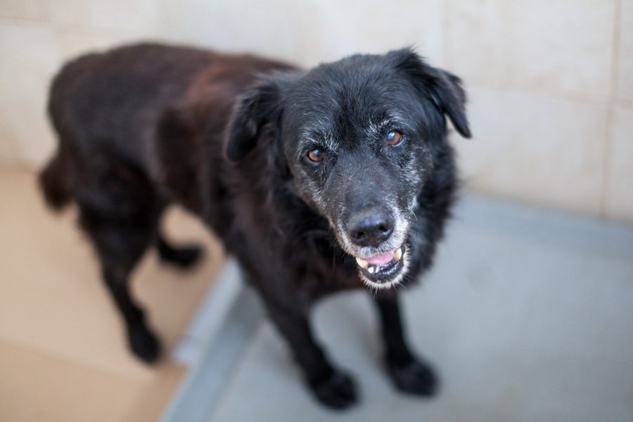 Schwarzer senioren Hund schaut in die Kamera