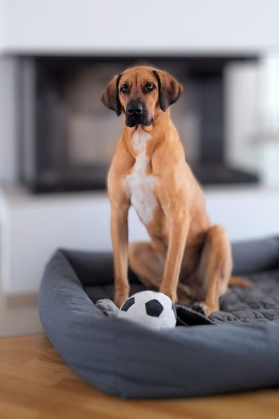 Buddy im Körbchen seiner Pflegestelle