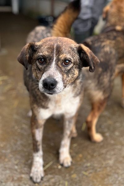 Hündin Emilia steht und schaut zur Kamera.