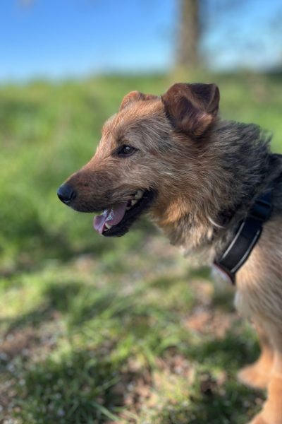 Fido im Garten lächelt seitlich aus dem Bild