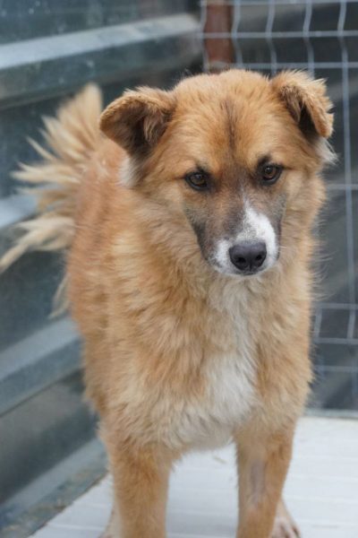 tierschutz-rumaenien-jason-hunderettung-europa