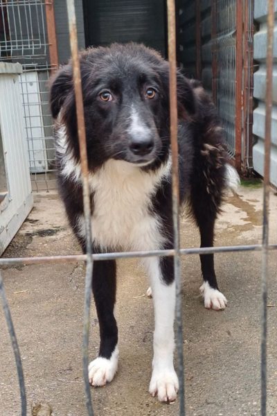 schwarz-weiße Hündin steht hinter dem Gitter im Zwinger