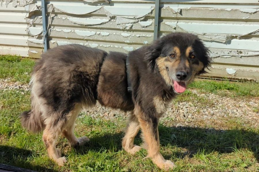 Hündin mit dunkelbraun-beigem Fell schaut in die Kamera.
